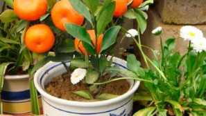 Ako pestovať oranžové doma